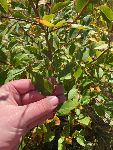 False Mountain Willow (Salix pseudomonticola)