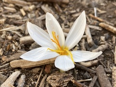 Crocus aleppicus