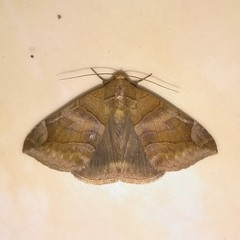 Bastilla