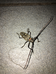 Batocera rubus