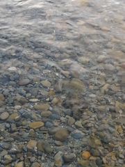 Rhombosolea retiaria