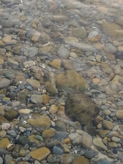 Rhombosolea retiaria