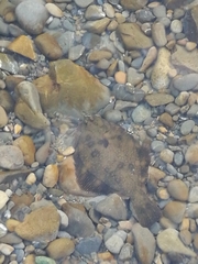 Rhombosolea retiaria