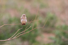 Ammomanes cinctura