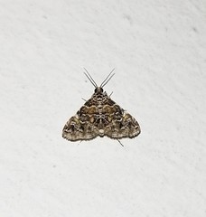 Elophila difflualis