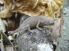 Rieppeleon brevicaudatus