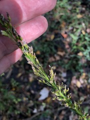 Solidago virgata