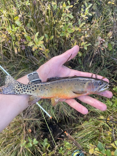 Rocky Mountain Cutthroat Trout