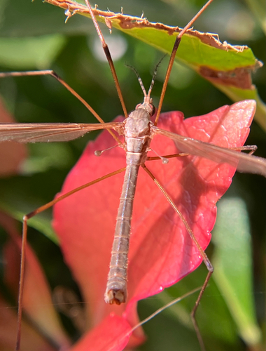 Unknown species found near NE Davis St, Portland, OR, US