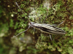 Navomorpha sulcata