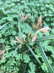 Cyperus rotundus