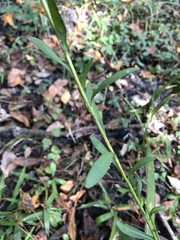 Solidago virgata