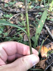 Solidago virgata