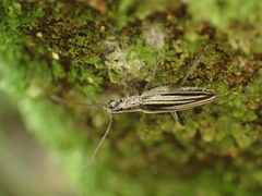 Navomorpha sulcata