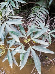 Platylophus trifoliatus