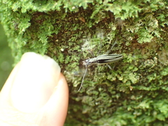 Navomorpha sulcata