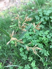 Cyperus rotundus