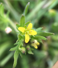 Tropidocarpum gracile