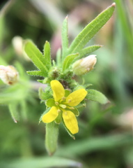 Tropidocarpum gracile