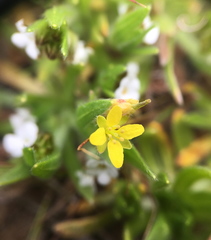 Tropidocarpum gracile