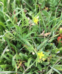 Tropidocarpum gracile