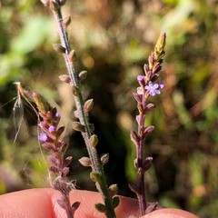 Verbena scabra