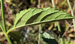 Verbena scabra