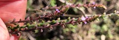 Verbena scabra