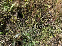 Verbena scabra