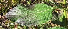 Verbena scabra