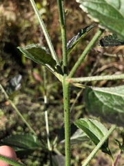 Verbena scabra