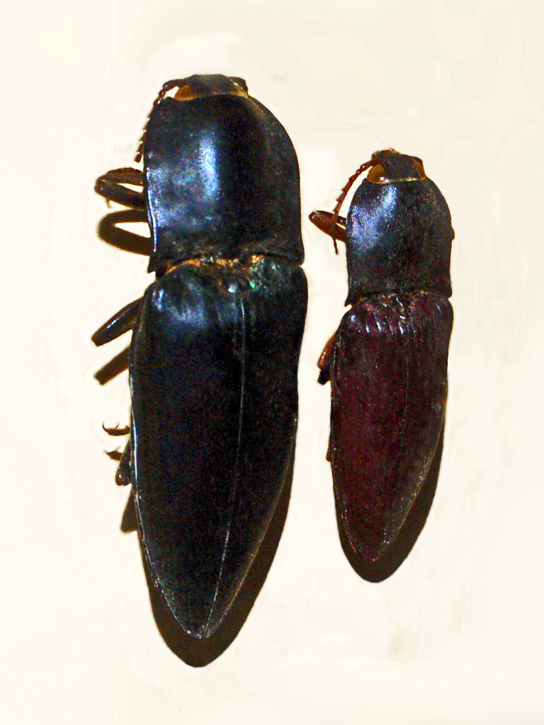 Lanelater mastersii