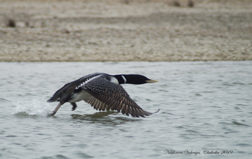 Yellow-billed Loon