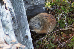 Lemmus trimucronatus