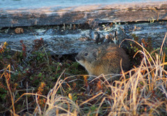 Lemmus trimucronatus