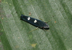 Pachitea subflava