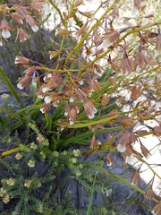 Eulophia tristis
