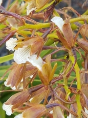 Eulophia tristis