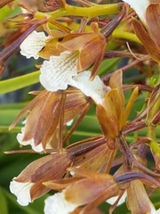 Eulophia tristis