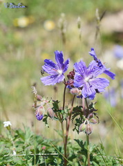 Geranium gymnocaulon