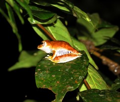 Boana calcarata