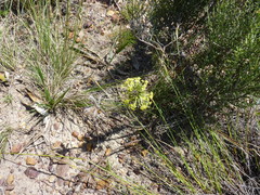 Struthiola mundii