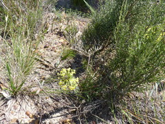 Struthiola mundii