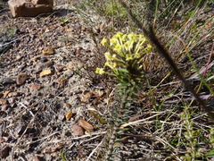 Struthiola mundii