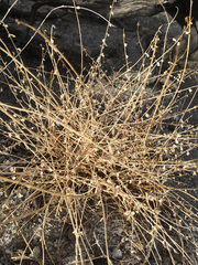 Astragalus tricarinatus