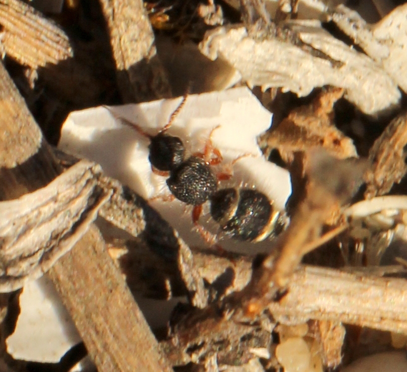 Chrestomutilla