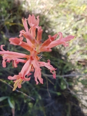 Tritoniopsis antholyza