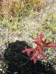 Tritoniopsis antholyza