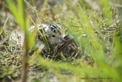 Calidris temminckii