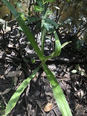 Crinum pedunculatum